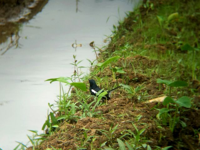 Black and white bird