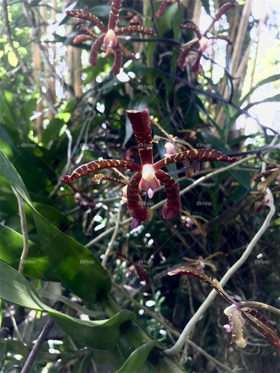 Rare hybrid orchid…