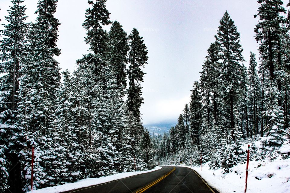 Snow covered pine trees - road to Lake Tahoe 