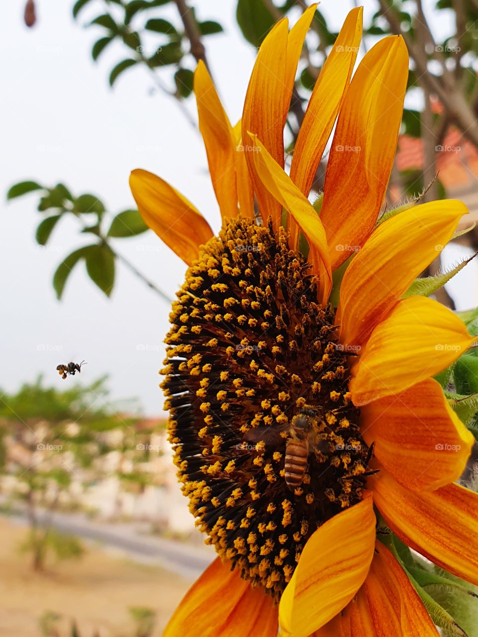 tiny honey bee soaking pollen n nector from sunflower