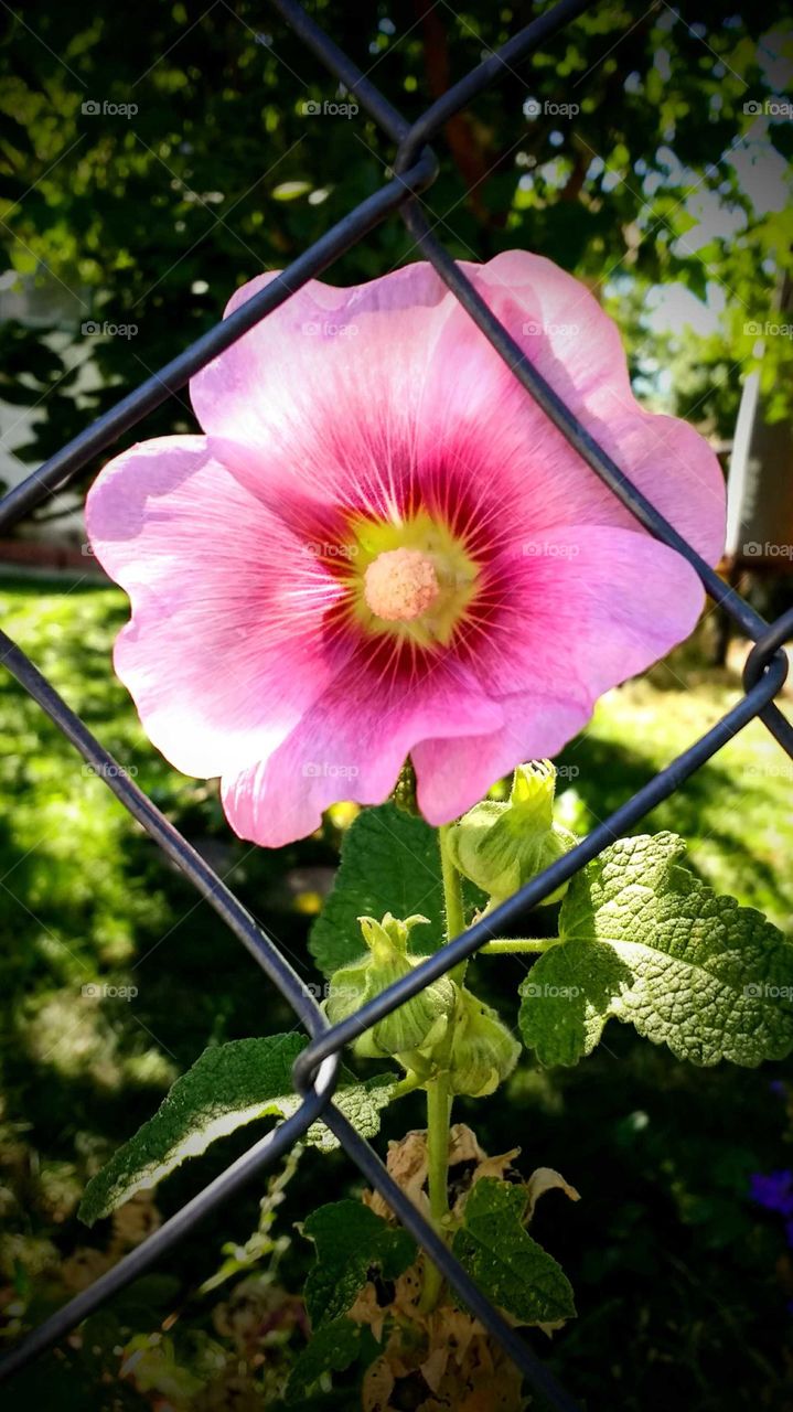 Pink blossom framed within a fence