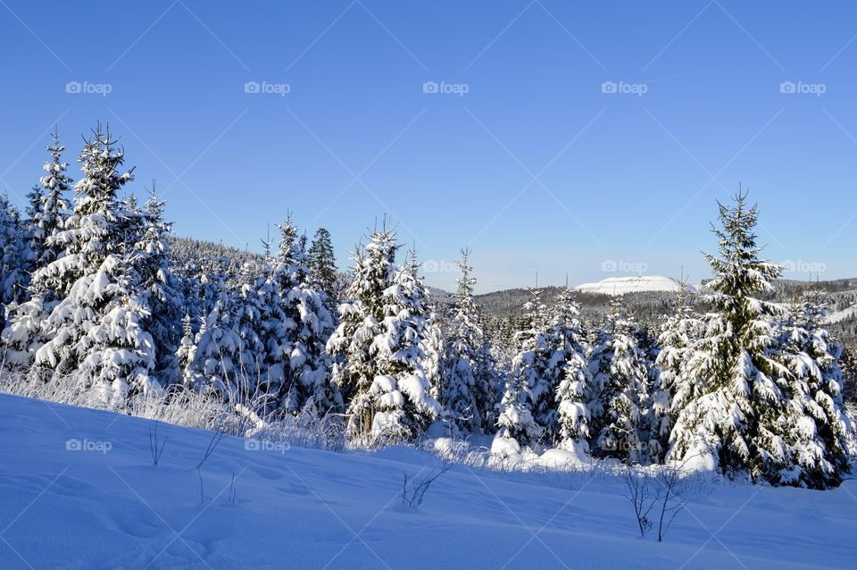 View of winter in the moutains