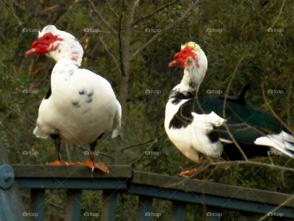 Ducks on a fence
