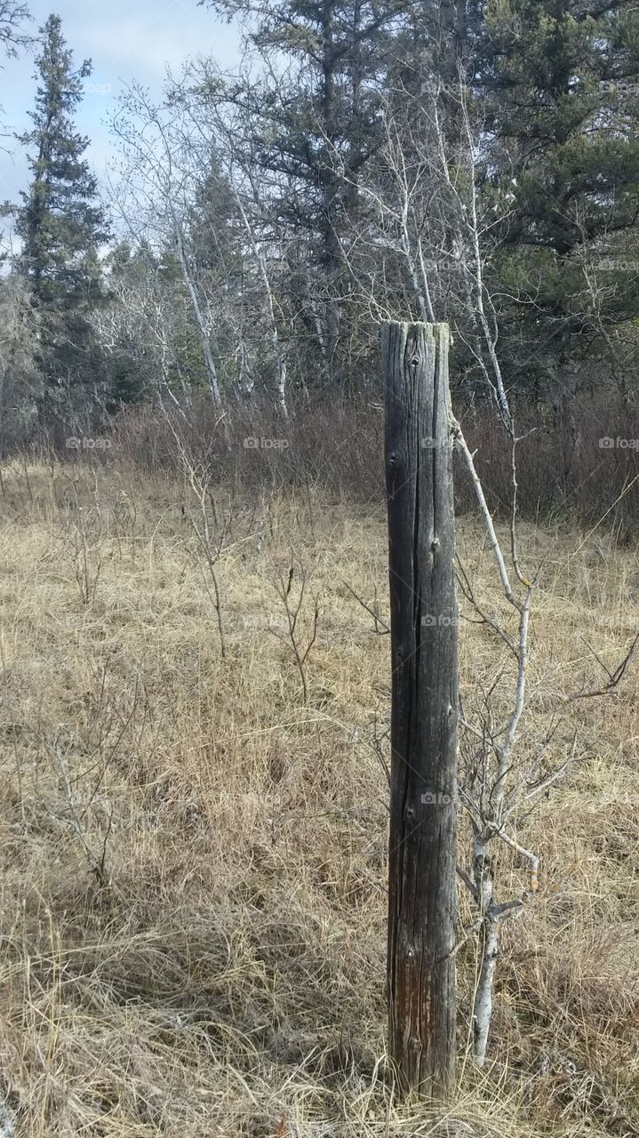 Fence Post- nowhere