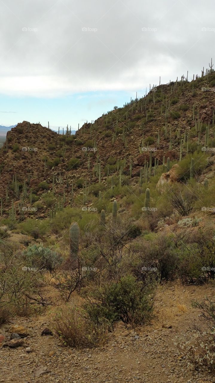 Tucson landscape