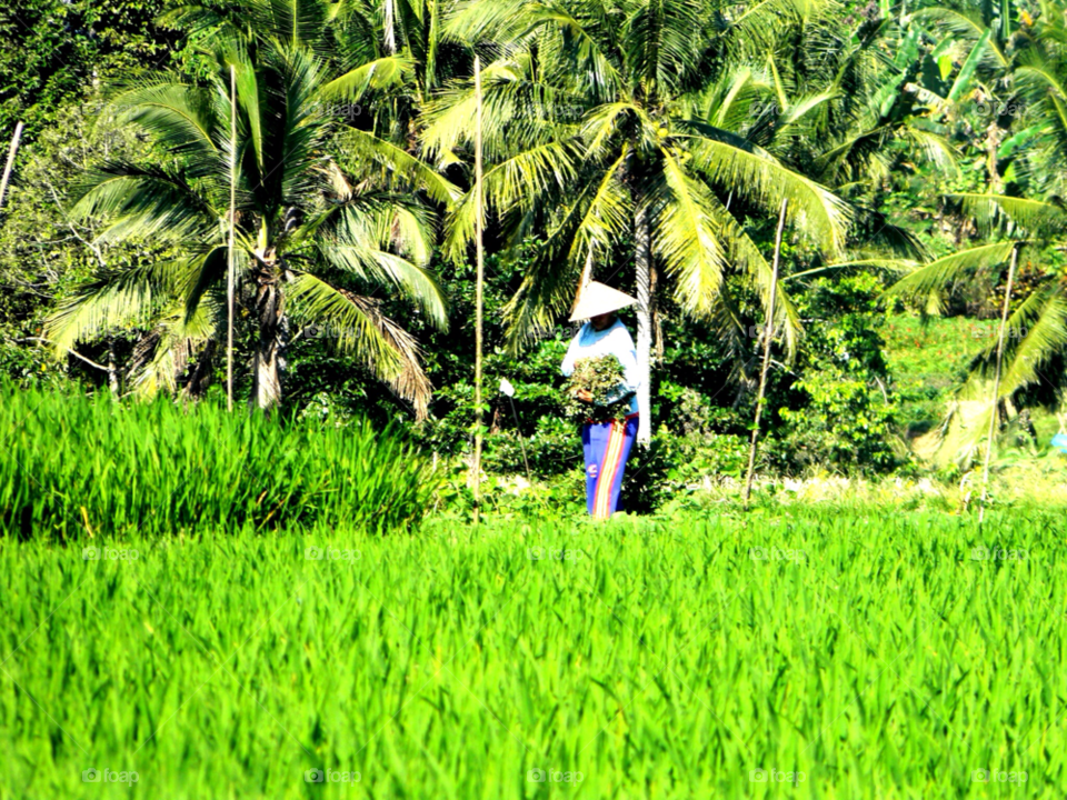 green field rice palm trees by brunhilda