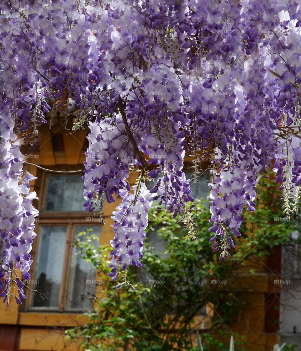 Urban nature Plants, Bulgaria