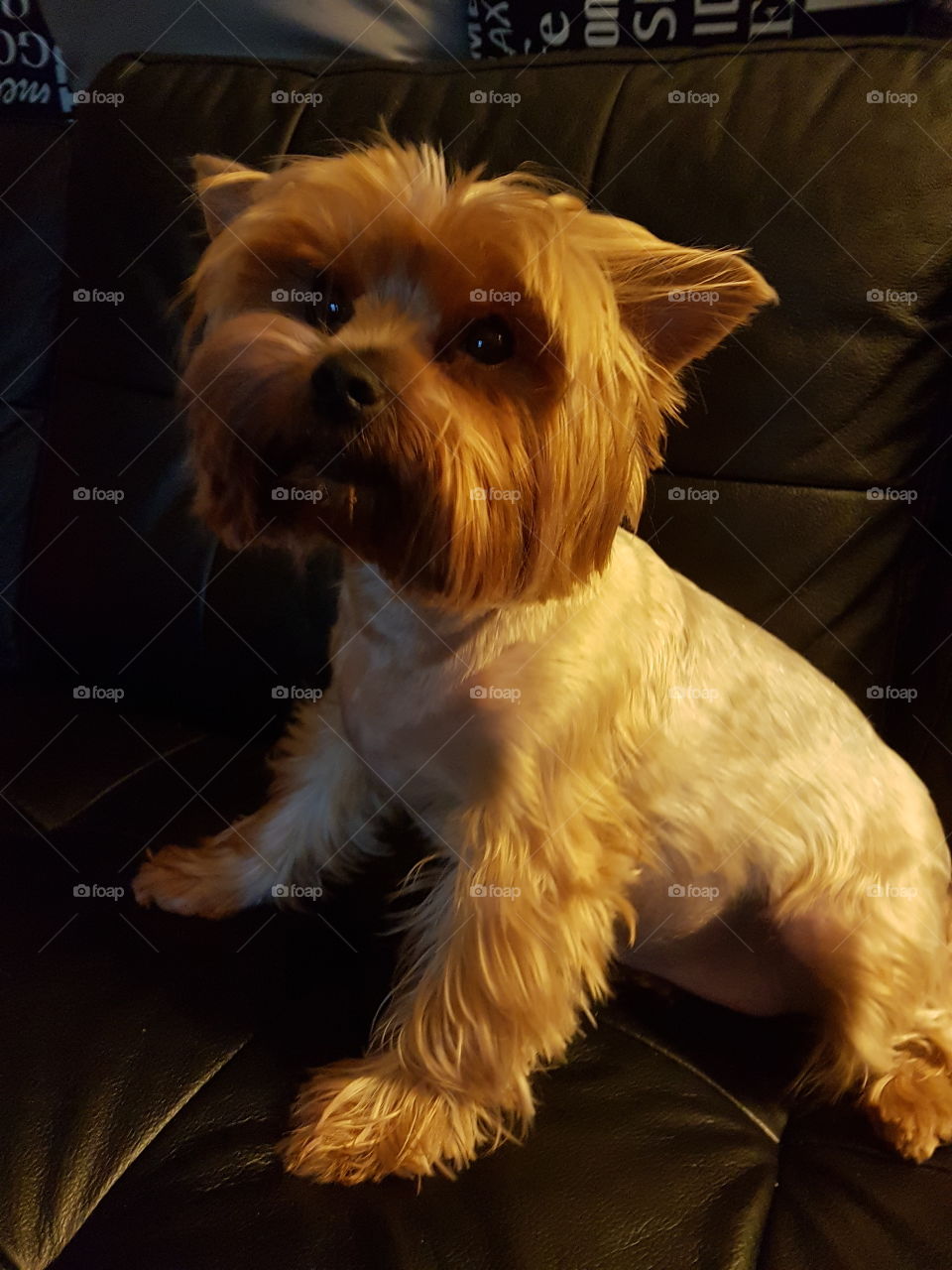 Yorkie the dog