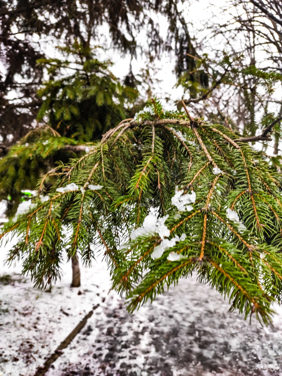 Snow on a conifer with a blurred background.