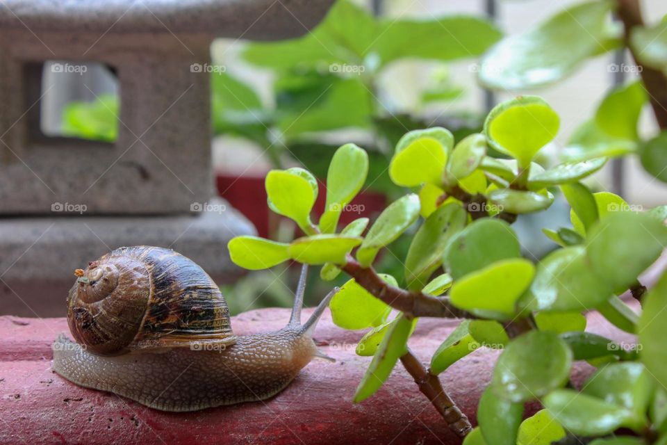 A snail on a pot plant making it's way to a spekboom