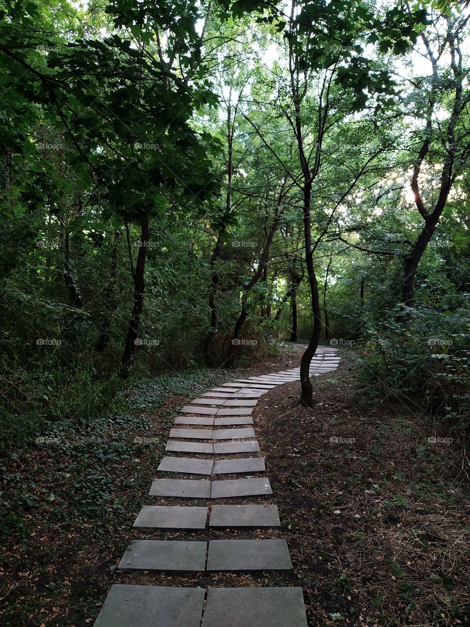 path through the forest