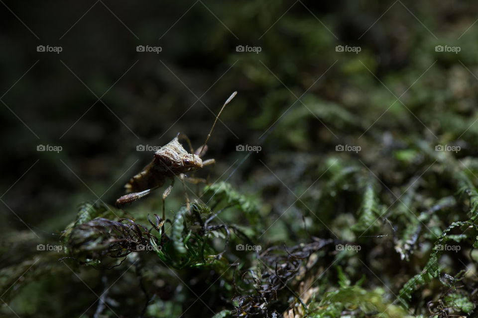 Bug on the tip of the grass