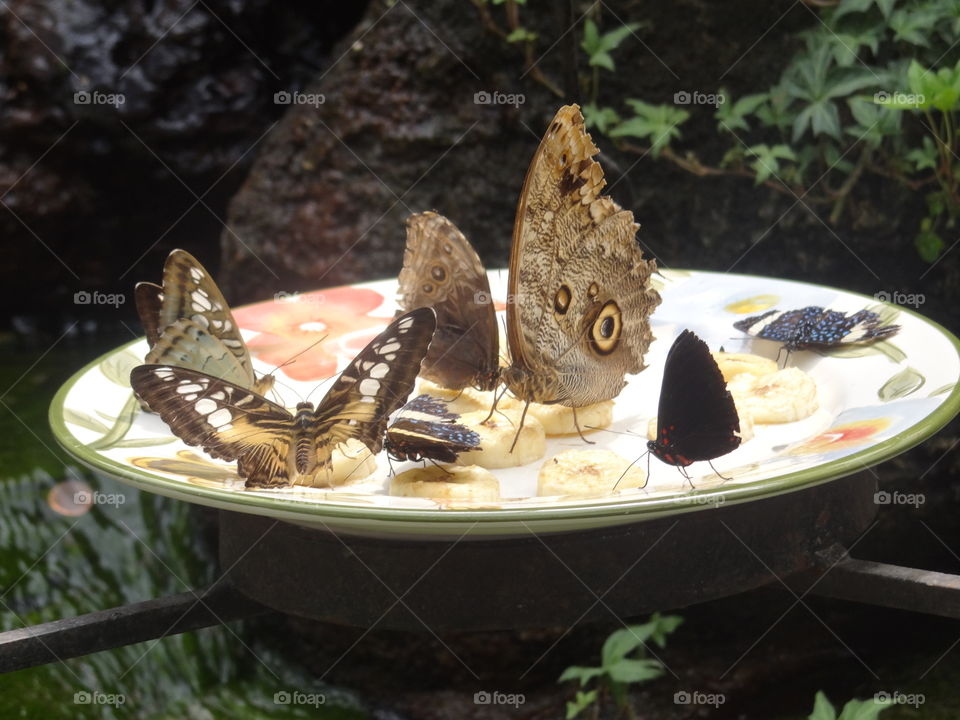Butterflies Love Bananas