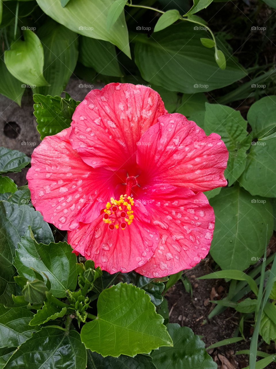 Beautiful Flower 