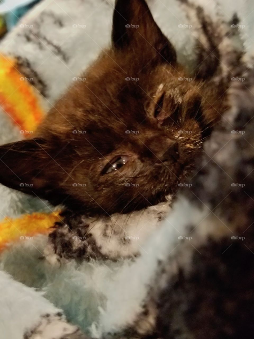 sick baby newborn kitten
