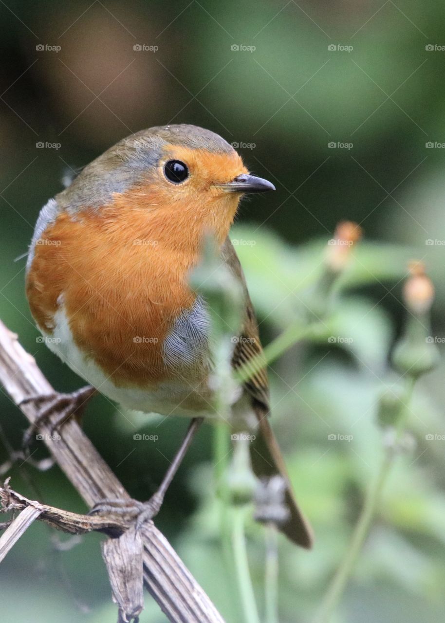 Robin