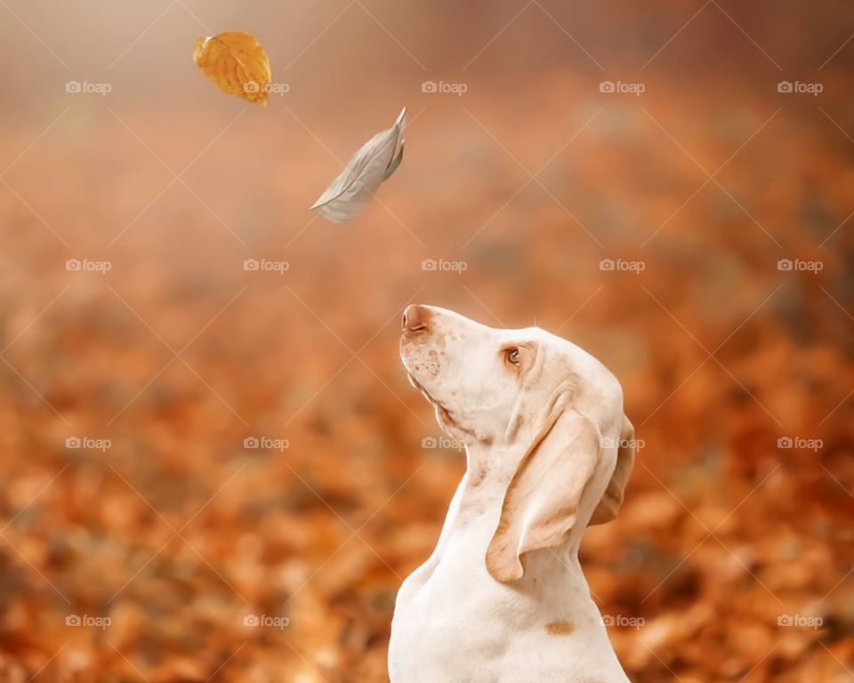 Photo Of A Dog Playing With Autumn Leaves