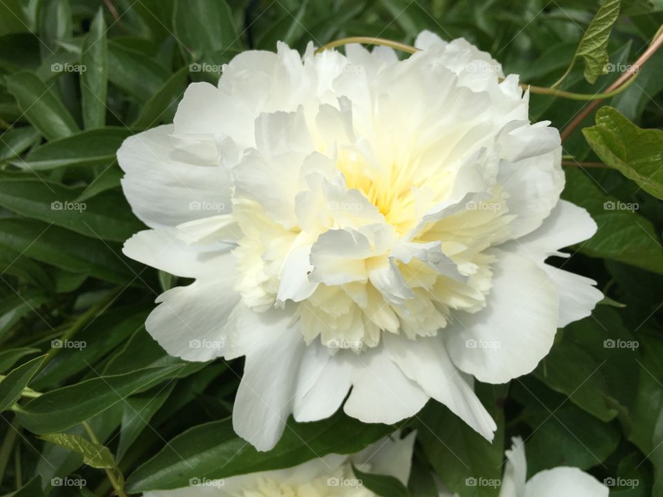 White peony