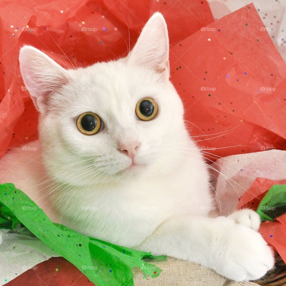White cat playing in red, green, and white Christmas tissue paper