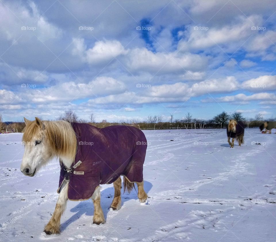 Highland Pony in The Snow