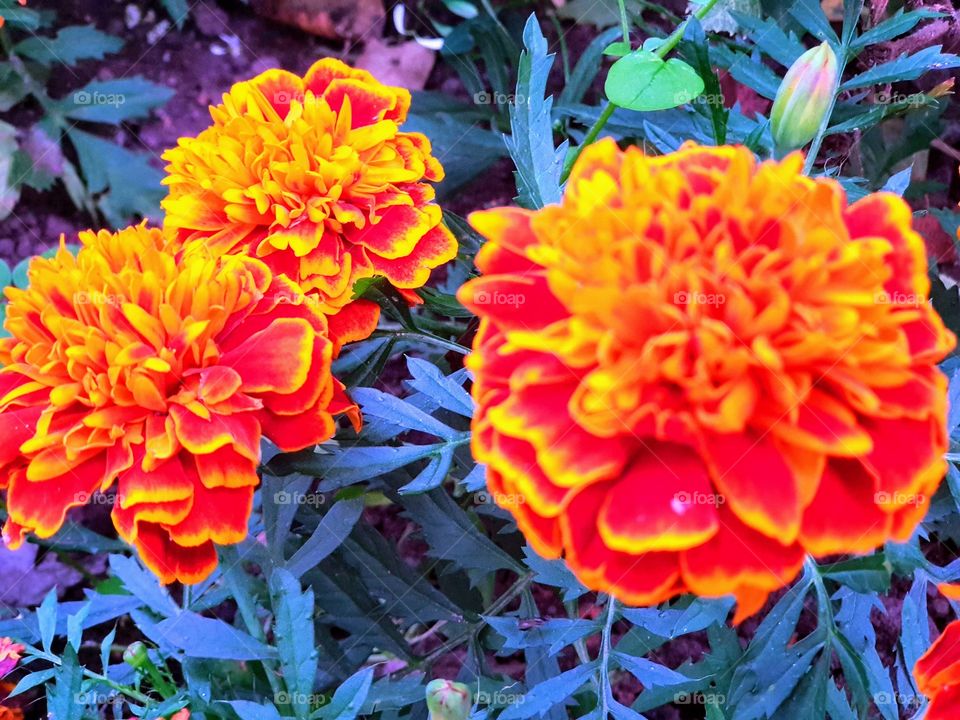 orange flowerS