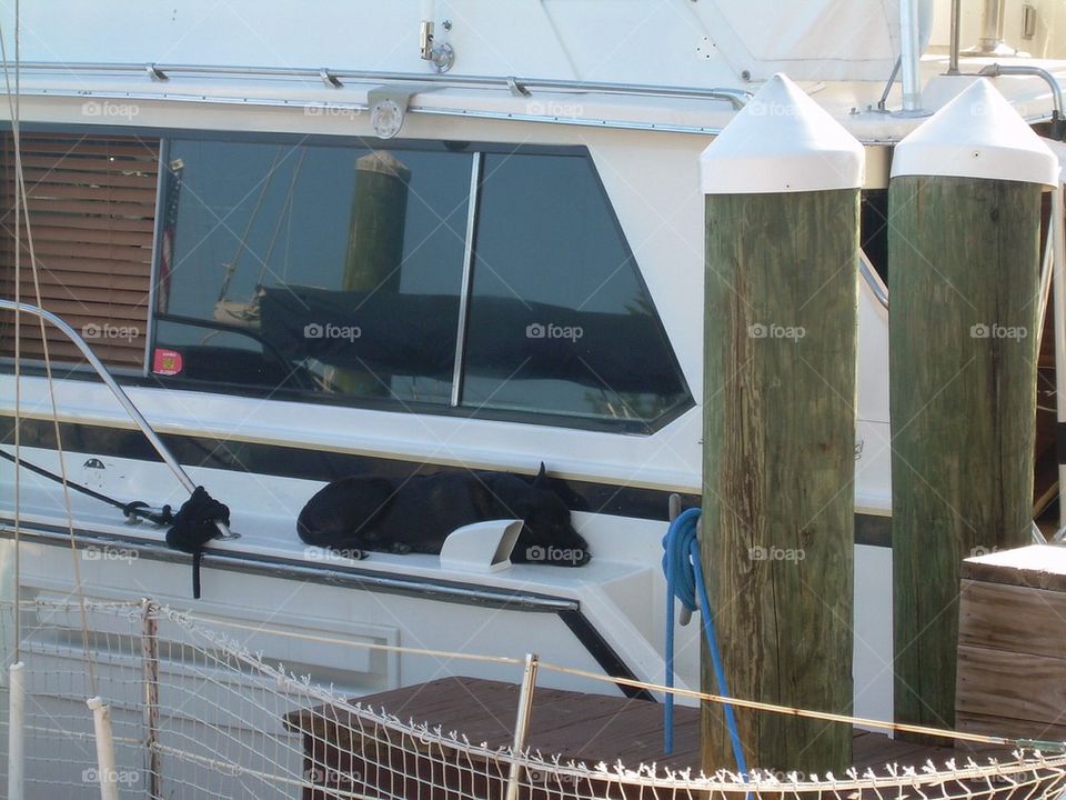 Dog sleeping on boat