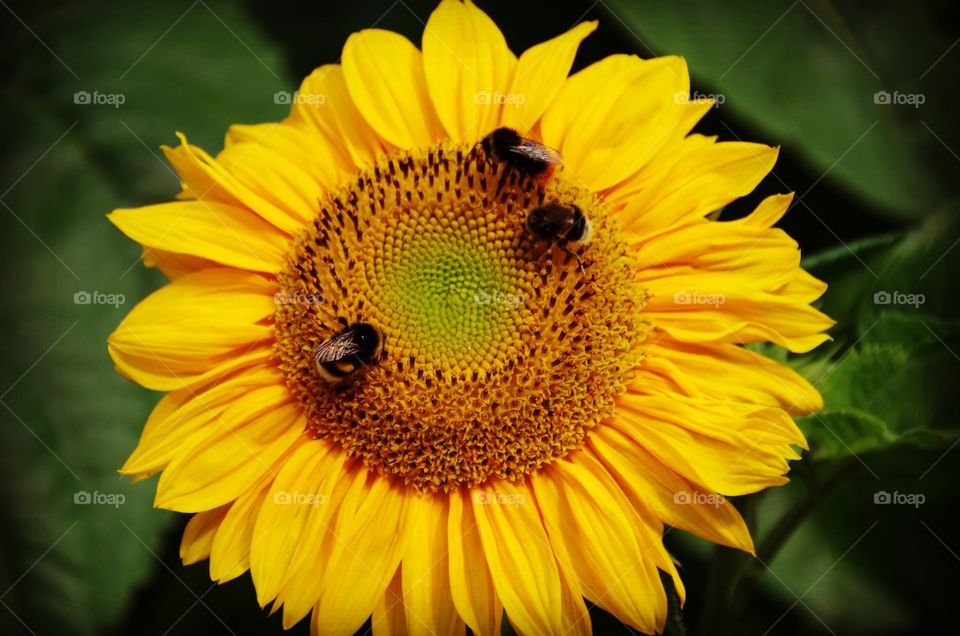 Macro photo of bees on sunflower