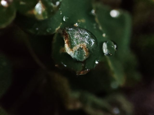 leaf