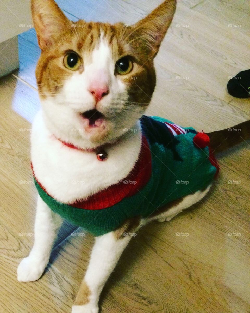 Christmas kitty - we wish you a merry Catmas. Elf cat. Santa’s little helper 