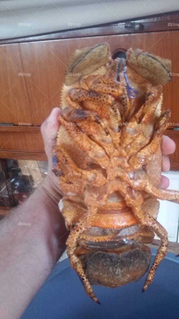 slipper lobster. delicacy