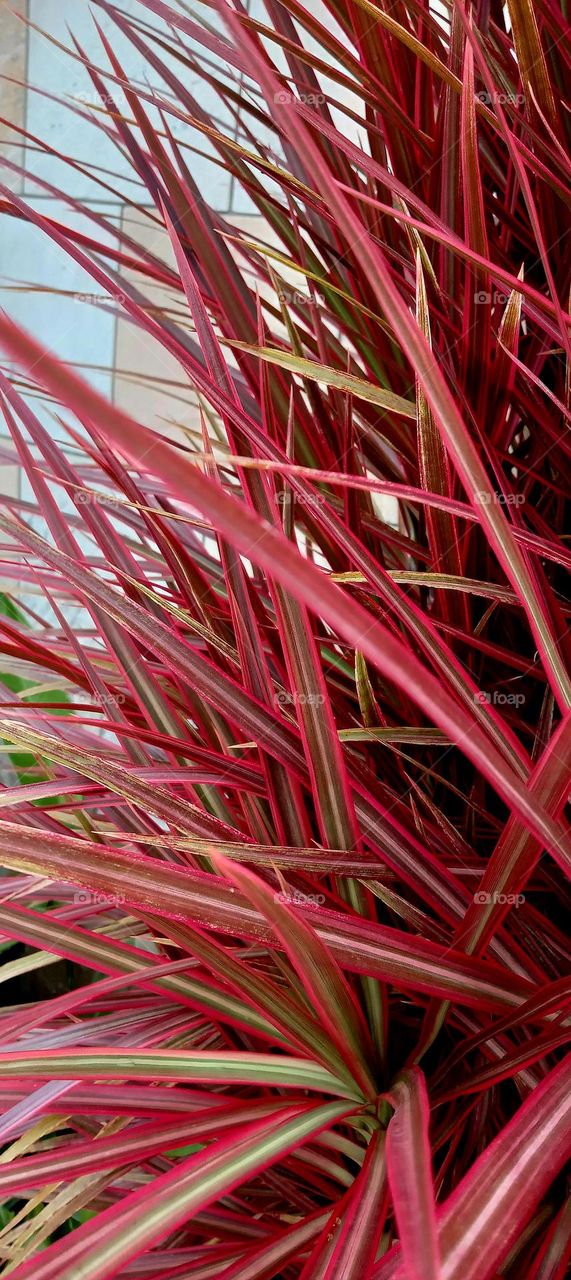 vibrancy of colors - red in everything