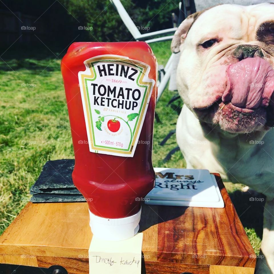 Bulldog loves ketchup