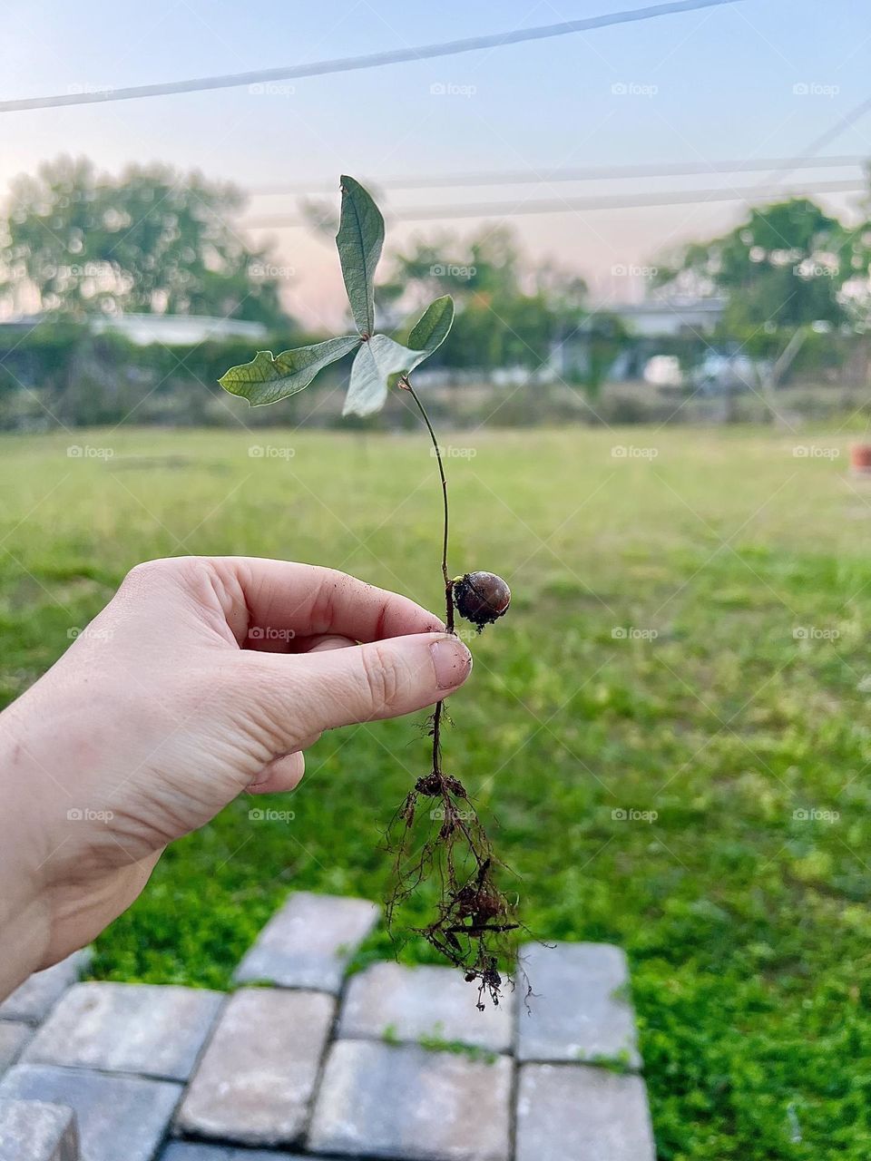 Sprouting an acorn in hopes to grow a tree! 
