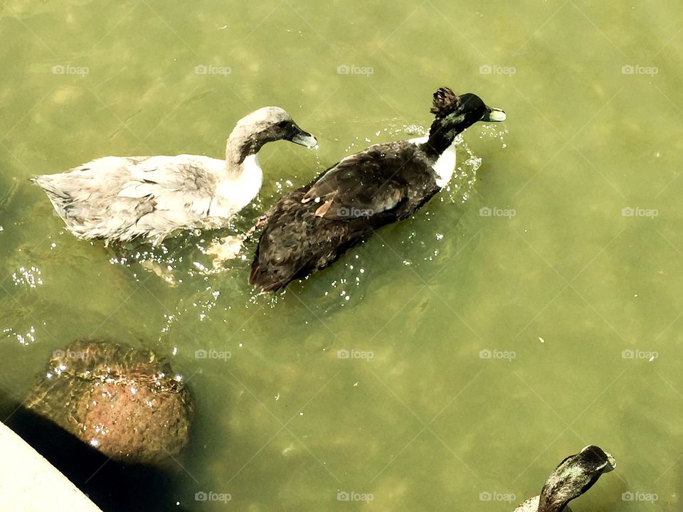 Two of my favorite ducks. 
Love ducks. Love waters. They are good combinations. Ducks are cute, calm, and peaceful. 