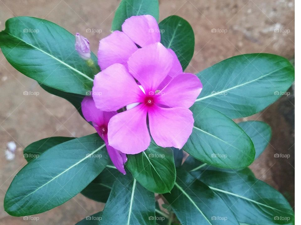 VINCA FLOWERS