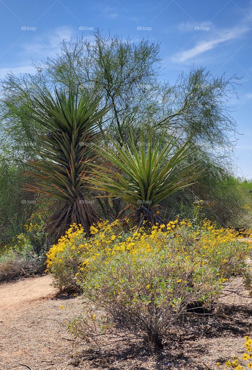 Yellow Flowers and Palm Trees