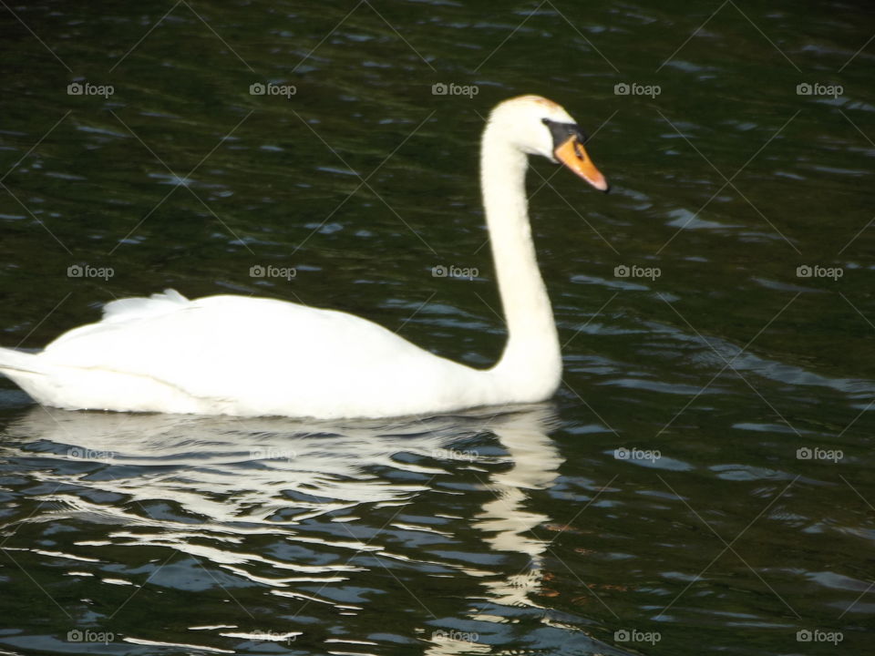 A Lakeland Breeze