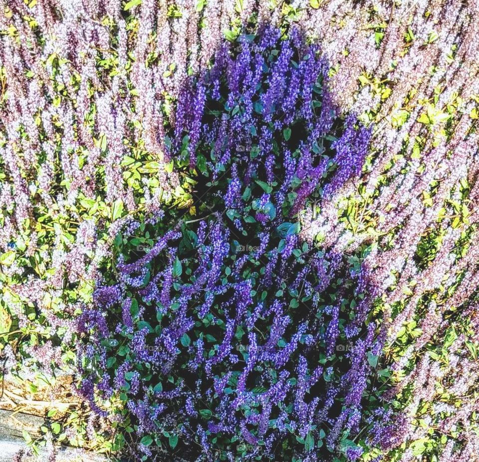 My favorite moment: very happy and suprised to see my shadow merged with the purple flowers field.