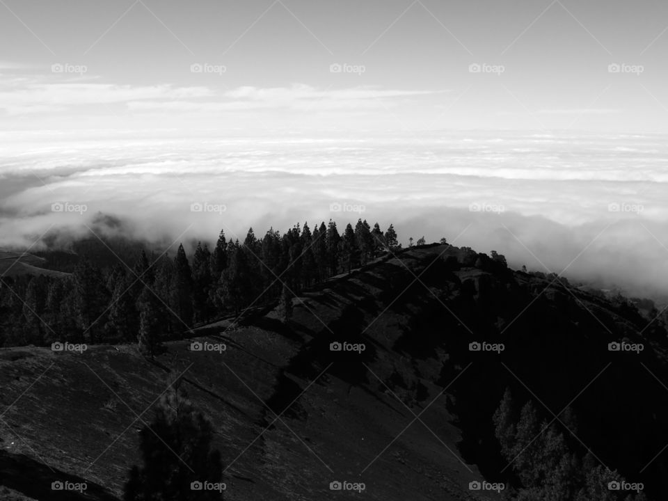 Black and white shot of trees against sky in Caldera Pinos de Gáldar, Las Palmas, Spain.