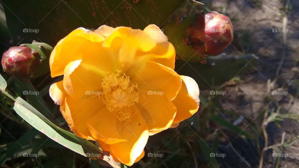 flor de cactus lindaaa