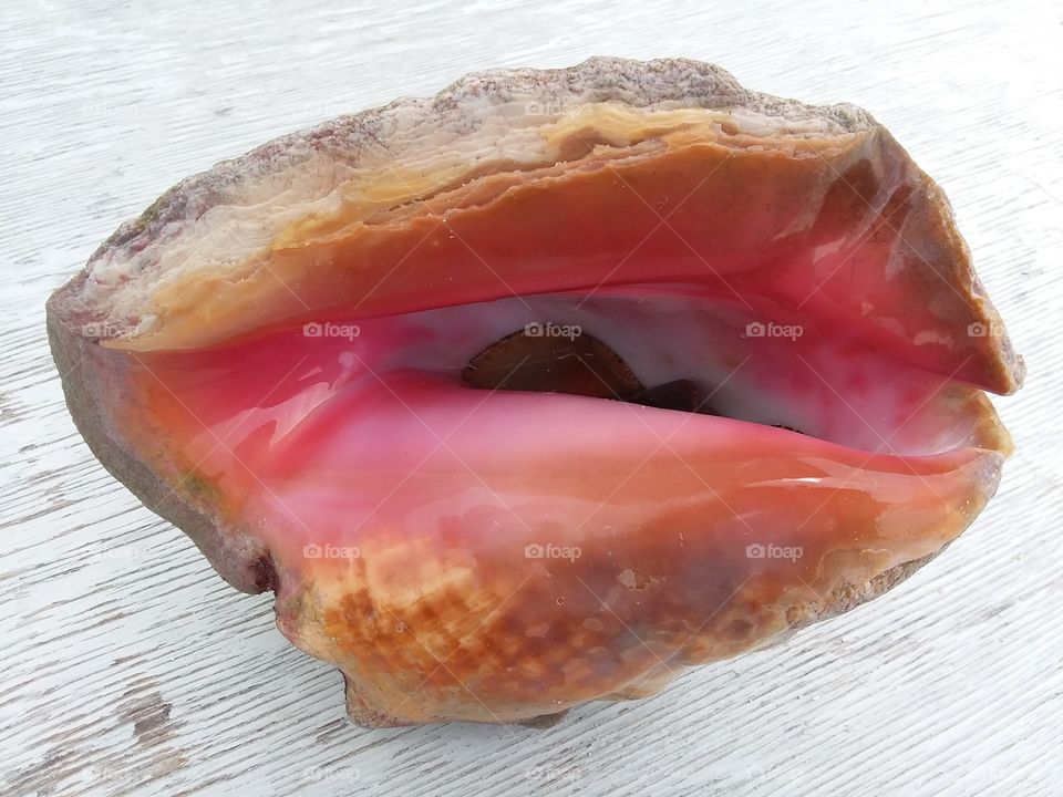 conch shell