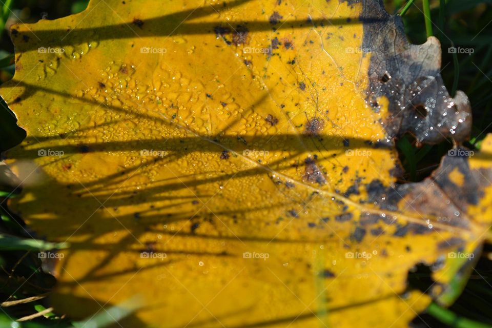 autumn nature in sunlight and shadows