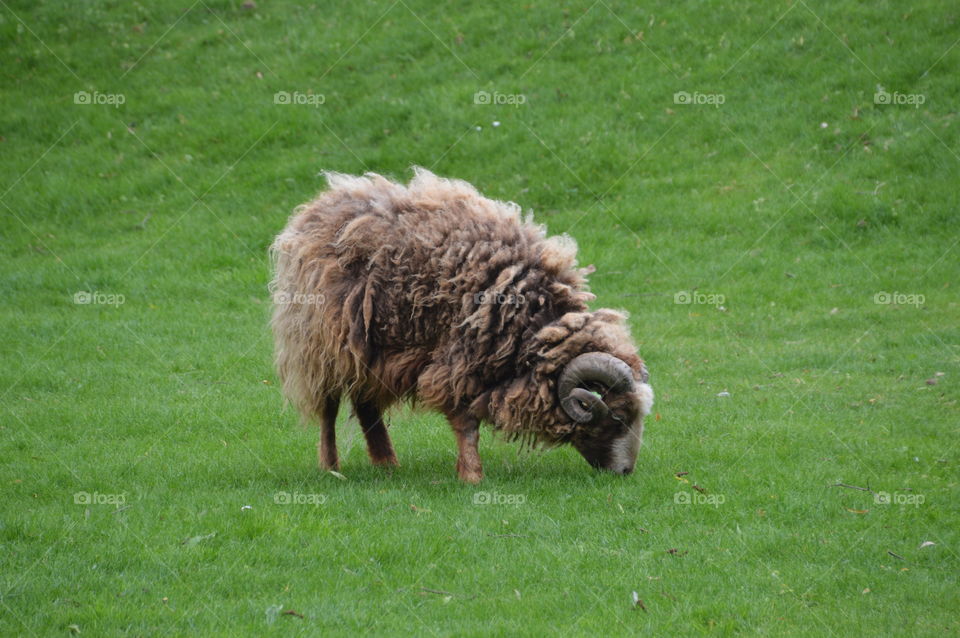 Ram Eating Grass