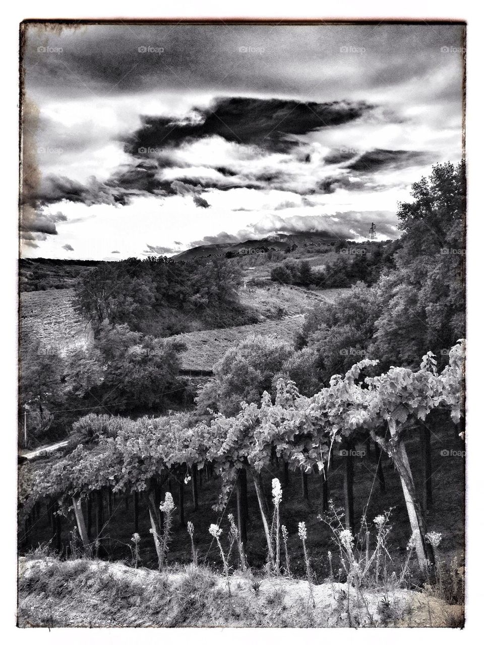 Hill vineyards
