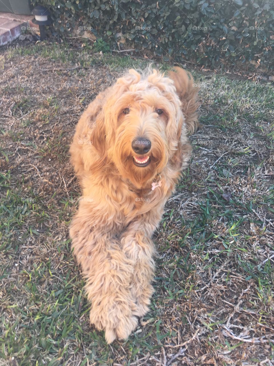 Smiling golden doodle after a since walk in a warm summer day 