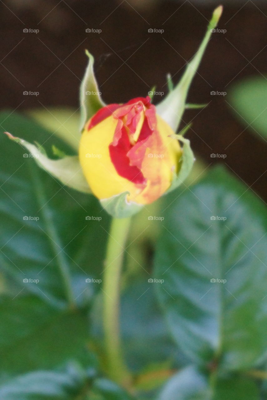 Peace rose. Yellow peace rose bud