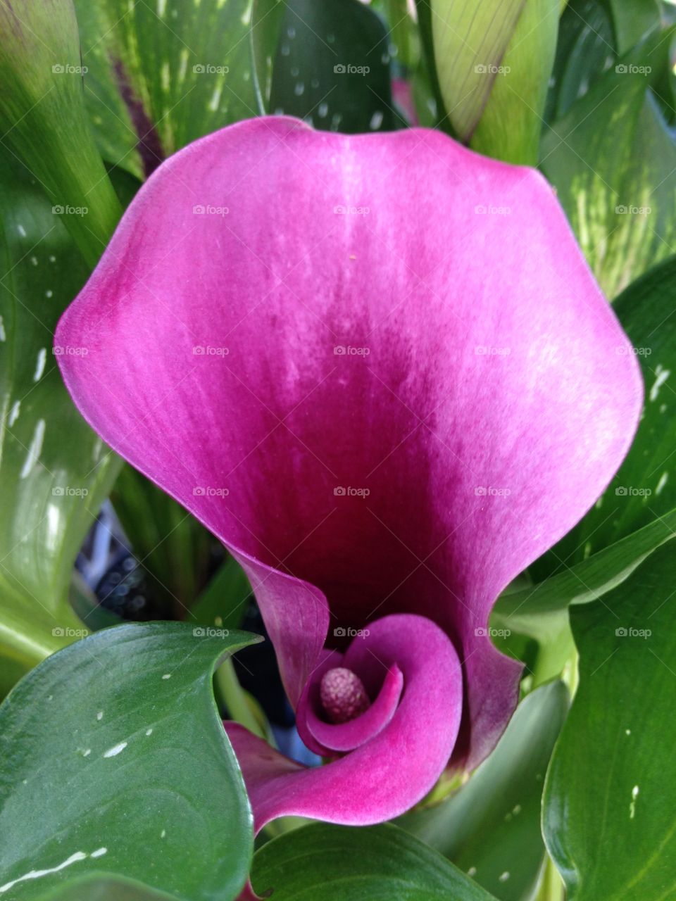 Macro shot of purple calla lily
