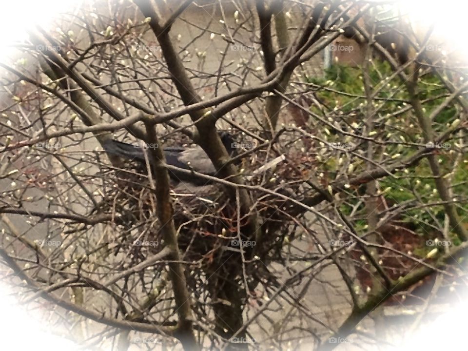 A bird's nest