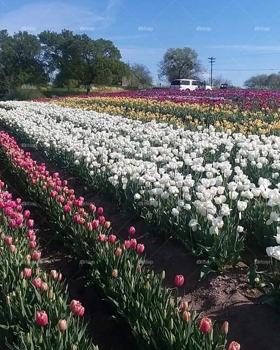 Tulip Fields