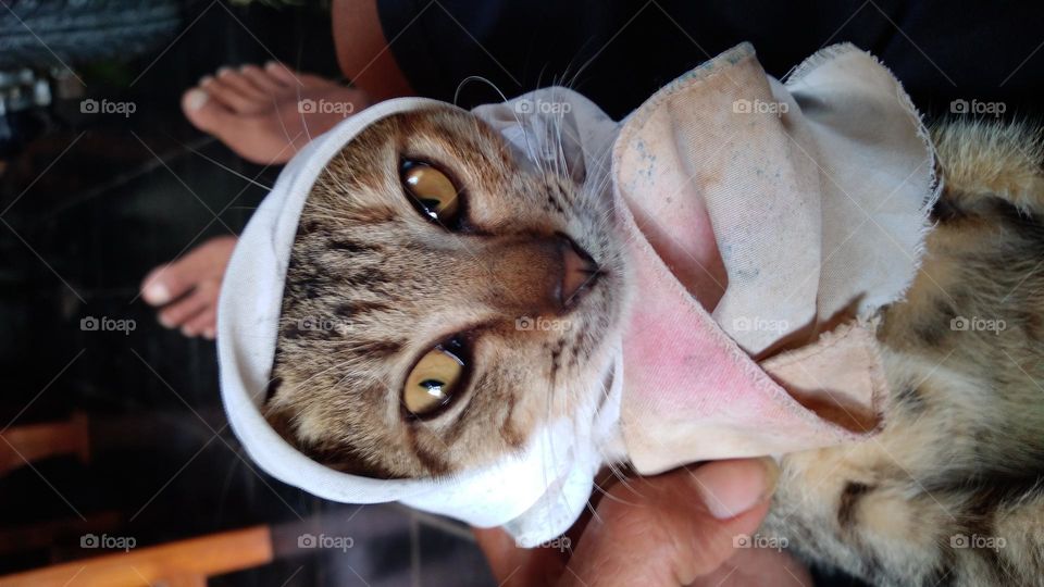 A cute kitten with a cloth on its head makes it adorable